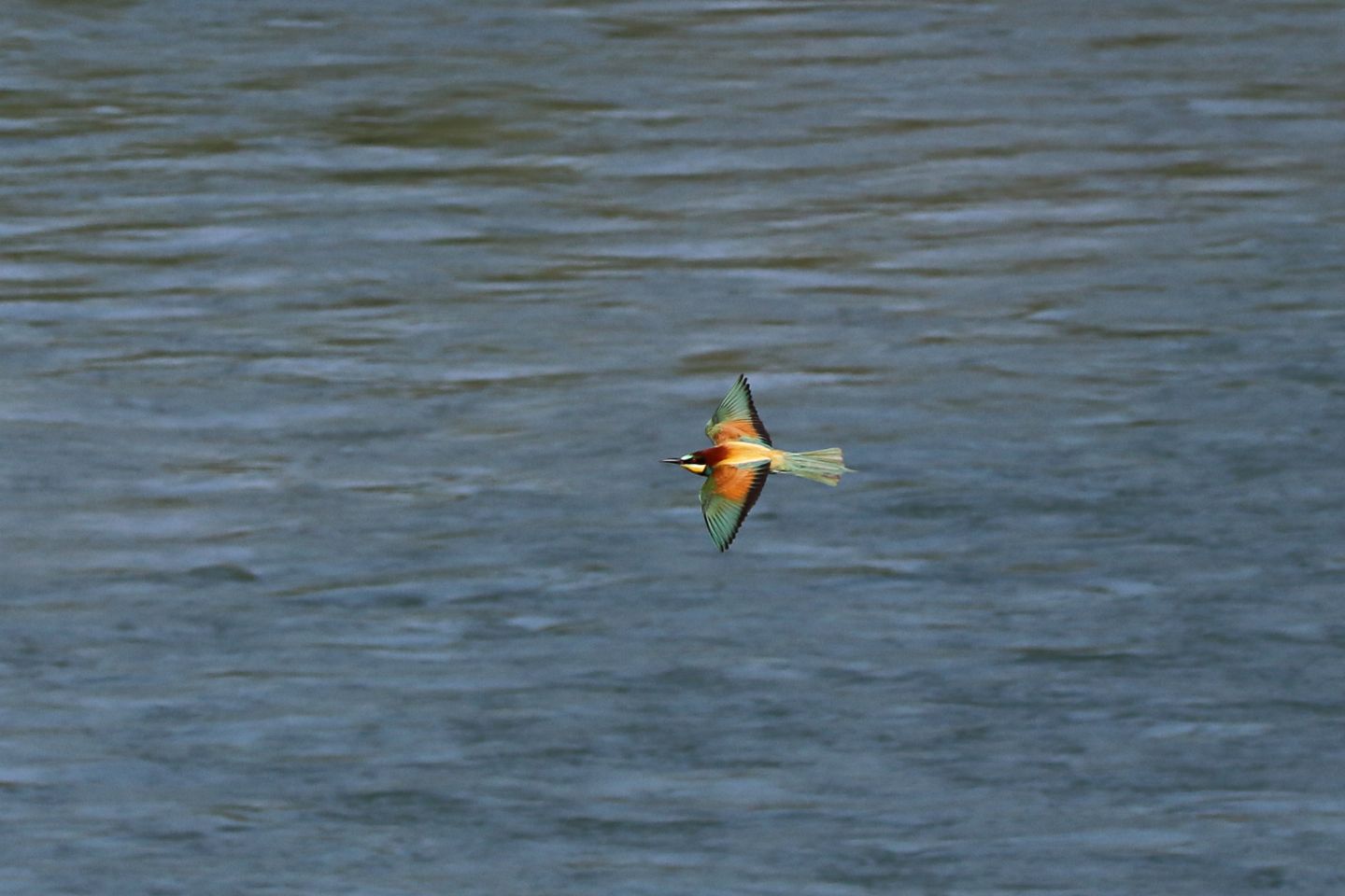 Gruccioni (Merops apiaster)